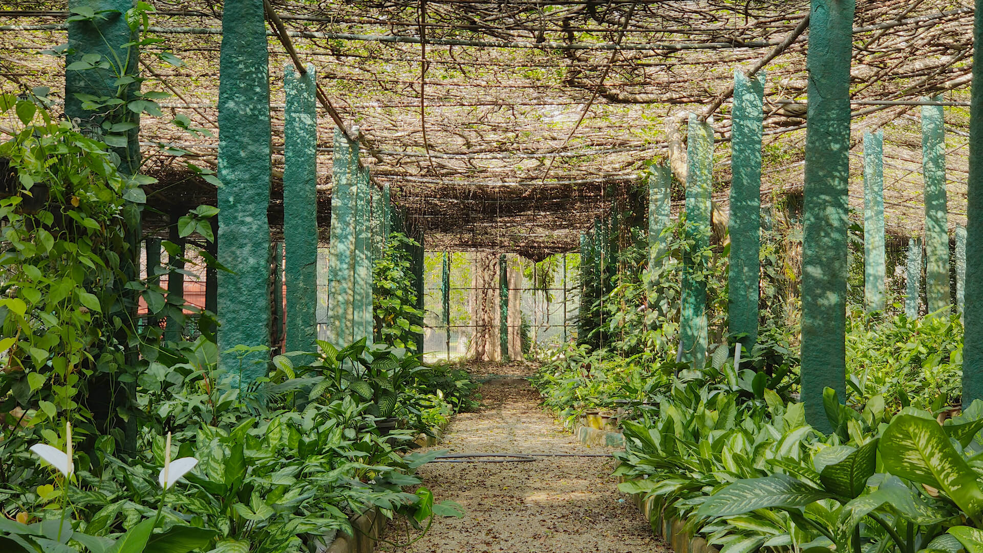 leafindiav2